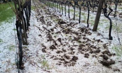 MALTEMPO: AGRICOLTURA IN GINOCCHIO, È EMERGENZA