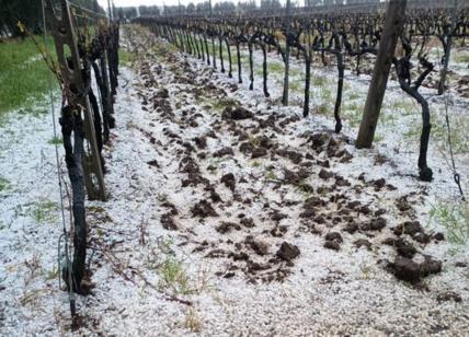 MALTEMPO: AGRICOLTURA IN GINOCCHIO, È EMERGENZA