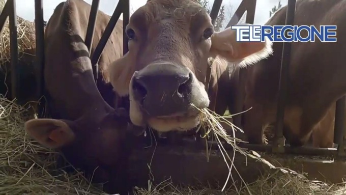 ECONOMIA: LACTALIS MULTATA PER PRATICHE SLEALI