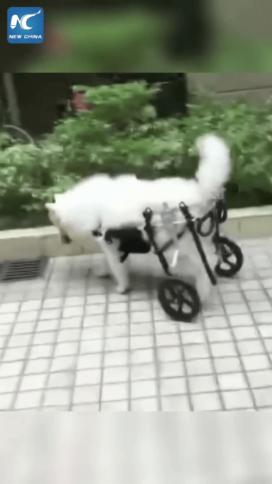 Uomo realizza carrozzine su misura per animali domestici nel Liaoning