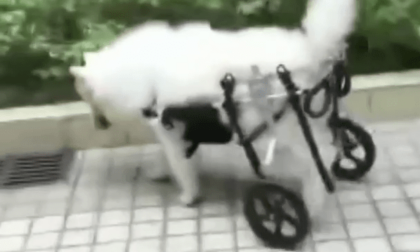 Uomo realizza carrozzine su misura per animali domestici nel Liaoning