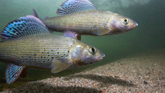 PESCI NUOTANO CONTROCORRENTE PER DEPORRE UOVA NELLA MONGOLIA INTERNA