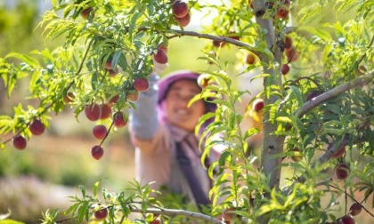 LAVORI DURANTE L'INIZIO DELL'ESTATE NEI CAMPI IN CINA (1)
