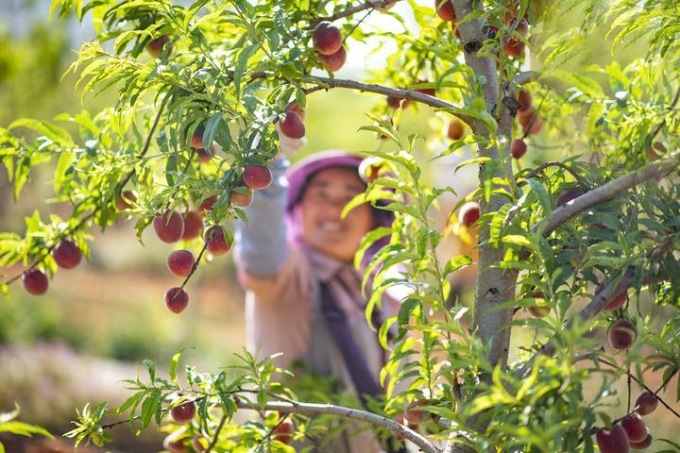 LAVORI DURANTE L’INIZIO DELL’ESTATE NEI CAMPI IN CINA (1)