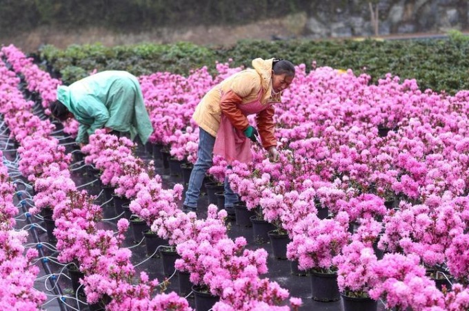 CINA PUNTA A VENDITE ANNUE FIORI PER OLTRE 100 MLD DOLLARI ENTRO 2035