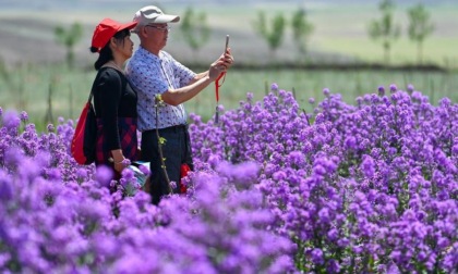 Cina: Xinjiang, gite tra i fiori danno impulso a settore turistico