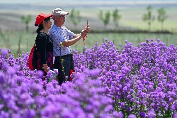 Cina: Xinjiang, gite tra i fiori danno impulso a settore turistico