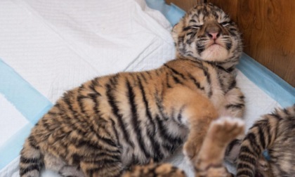 Cina: centro allevamento accoglie oltre 30 cuccioli di tigre siberiana