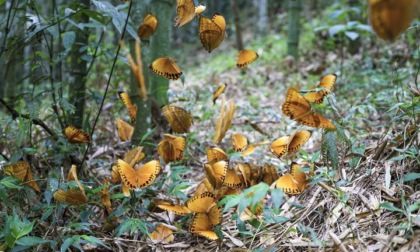 CINA: BOOM DI FARFALLE NELLO YUNNAN (1)