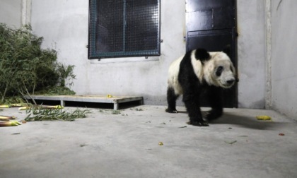 Cina: panda gigante Ya Ya ritorna allo zoo di Pechino