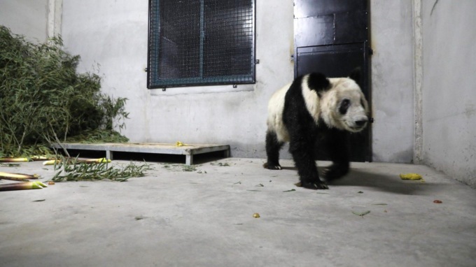 Cina: panda gigante Ya Ya ritorna allo zoo di Pechino