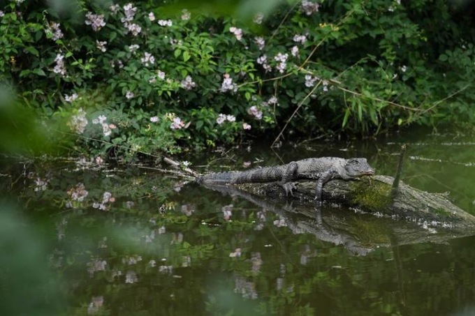 Sforzo globale di ricerca sugli alligatori dello Yangtze nell’Anhui