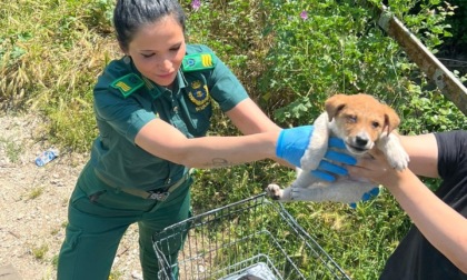 ROMA: CONTROLLI NEI CAMPI ROM, SALVATI NOVE CUCCIOLI DI CANE