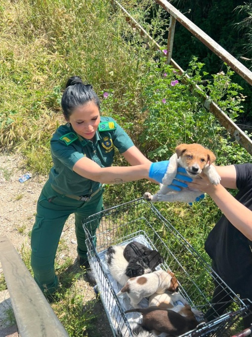ROMA: CONTROLLI NEI CAMPI ROM, SALVATI NOVE CUCCIOLI DI CANE