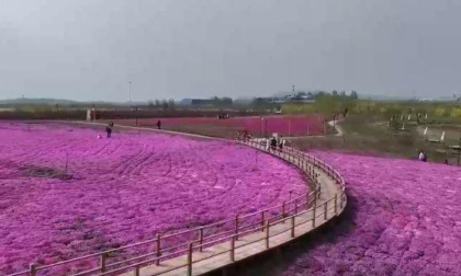 Miniere abbandonate trasformate in un mare di fiori nell'Hebei