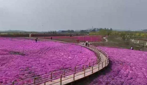 Miniere abbandonate trasformate in un mare di fiori nell’Hebei