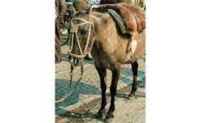 Cina: pony intrappolato salvato da turisti nella Mongolia Interna