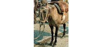 Cina: pony intrappolato salvato da turisti nella Mongolia Interna