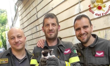 ISOLA DEL LIRI: VIGILI DEL FUOCO SALVANO UN GATTO E LO ADOTTANO
