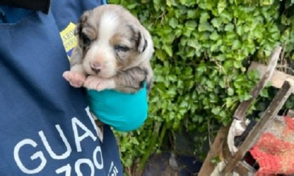 TARQUINIA: SEQUESTRATI CANI MALTRATTATI TRA LA SPORCIZIA