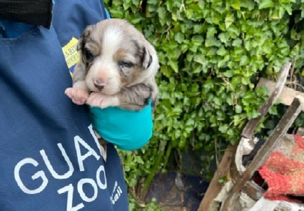 TARQUINIA: SEQUESTRATI CANI MALTRATTATI TRA LA SPORCIZIA