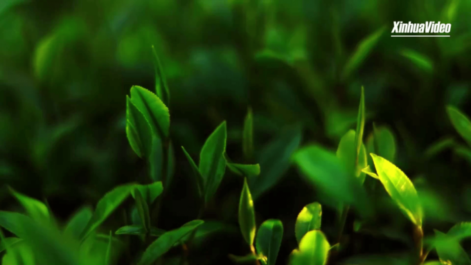 Cina: come preparare una buona tazza di tè