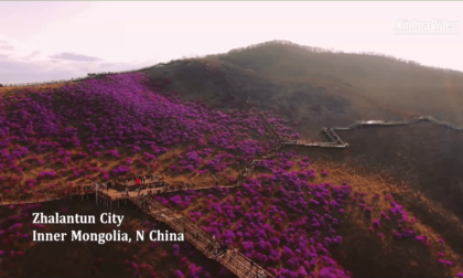 Cina: splendido panorama di azalee in fiore nella Mongolia Interna