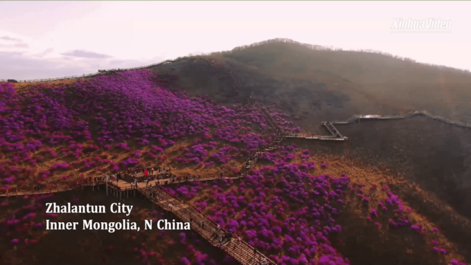 Cina: splendido panorama di azalee in fiore nella Mongolia Interna