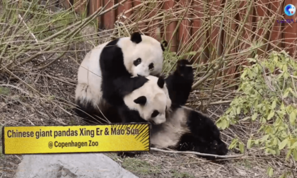 Danimarca: custode di panda cinesi condivide storia della loro crescita