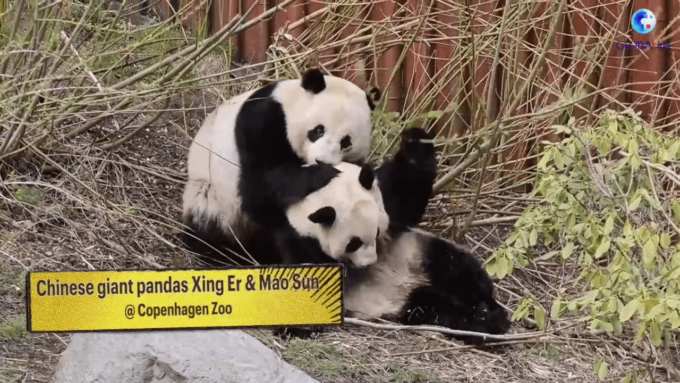 Danimarca: custode di panda cinesi condivide storia della loro crescita