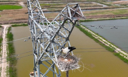 Cina: cicogne bianche orientali nidificano su torre di elettricità (1)