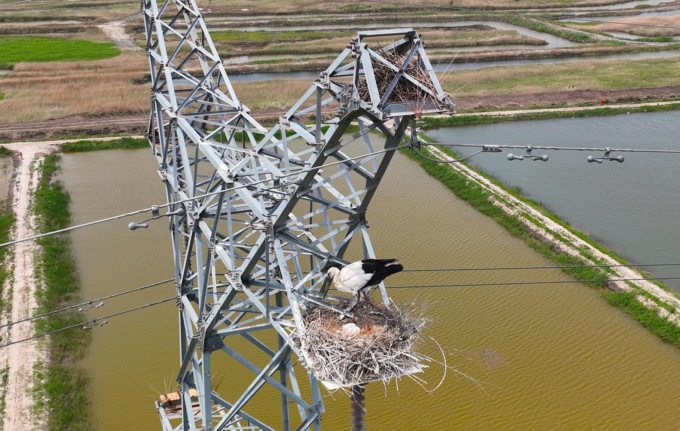 Cina: cicogne bianche orientali nidificano su torre di elettricità (1)