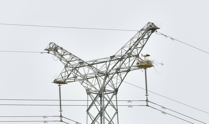 Cina: cicogne bianche orientali nidificano su torre di elettricità (2)