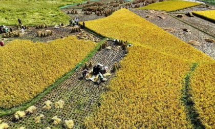 Cina: rapporto, settore agricolo testimone di sviluppo più sostenibile