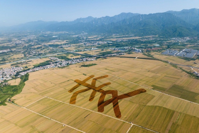 Cina: raccolta estiva del grano in pieno svolgimento (2)