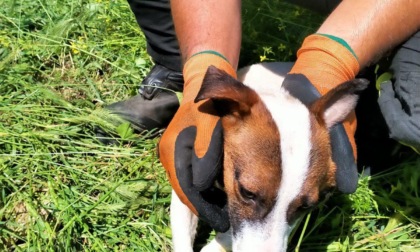 ROMA: CADONO IN UN CANALE, SALVATI DUE CUCCIOLI