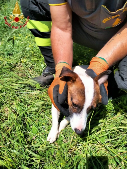ROMA: CADONO IN UN CANALE, SALVATI DUE CUCCIOLI