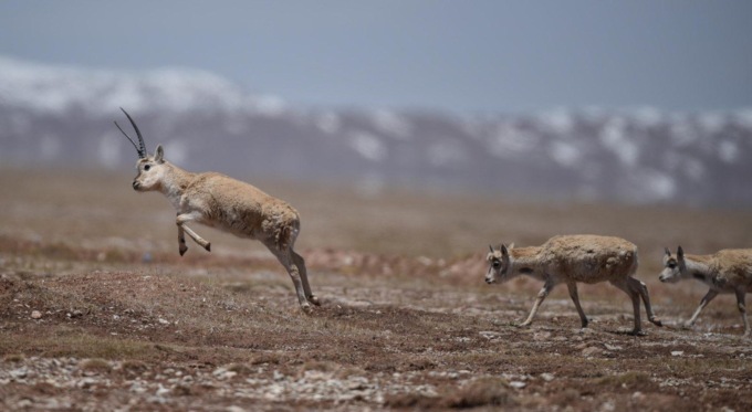 Cina: Hoh Xil, tecnologia 5G favorisce tutela ecologica intelligente