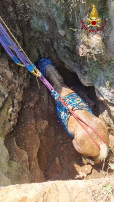LENOLA: CAVALLA PRECIPITA, SALVATA DAI VIGILI DEL FUOCO