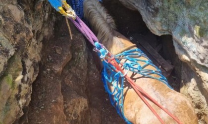 LENOLA: CAVALLA PRECIPITA, SALVATA DAI VIGILI DEL FUOCO