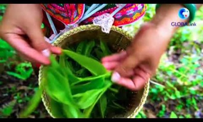 Cina: Yunnan, piantagione millenaria di tè fonde dolcezza, amarezza
