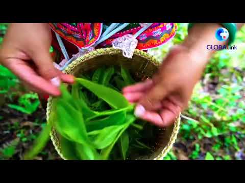 Cina: Yunnan, piantagione millenaria di tè fonde dolcezza, amarezza