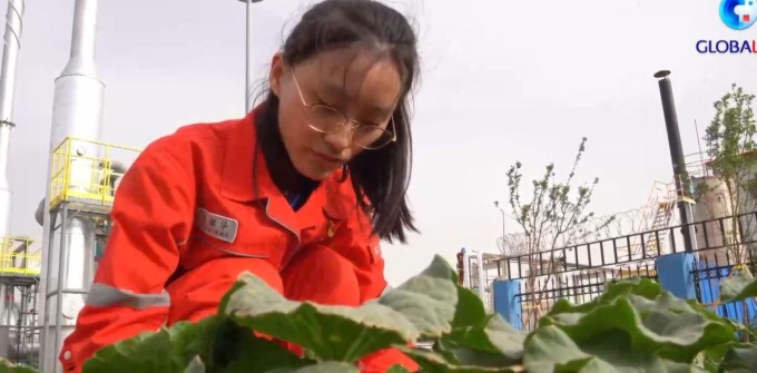 Visita a una comunità verde nel deserto più grande della Cina