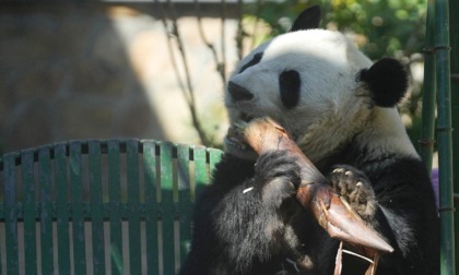 Cina: zoo di Pechino, panda gigante festeggia ottavo compleanno