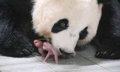 Corea del Sud: panda gigante dato in affidamento da Cina partorisce gemelli