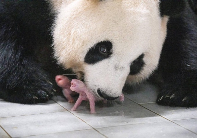 Corea del Sud: panda gigante dato in affidamento da Cina partorisce gemelli