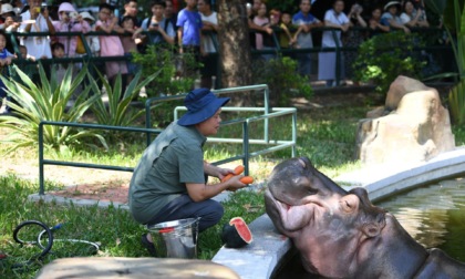 Cina: zoo di Guangzhou adotta misure per rinfrescare animali (1)