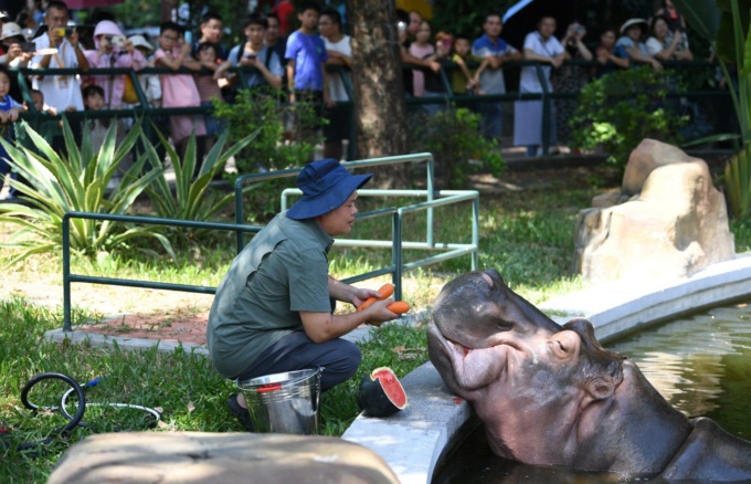 Cina: zoo di Guangzhou adotta misure per rinfrescare animali (1)