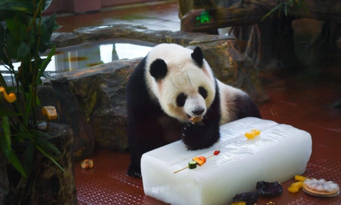 Cina: zoo di Guangzhou adotta misure per rinfrescare animali (2)