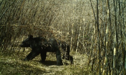 Cina: biodiversità nei monti Gaoligong (1)